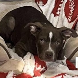 Enlarge BBQ, a ADOPTABLE mixed breed in Bethlehem, PA image 4/4