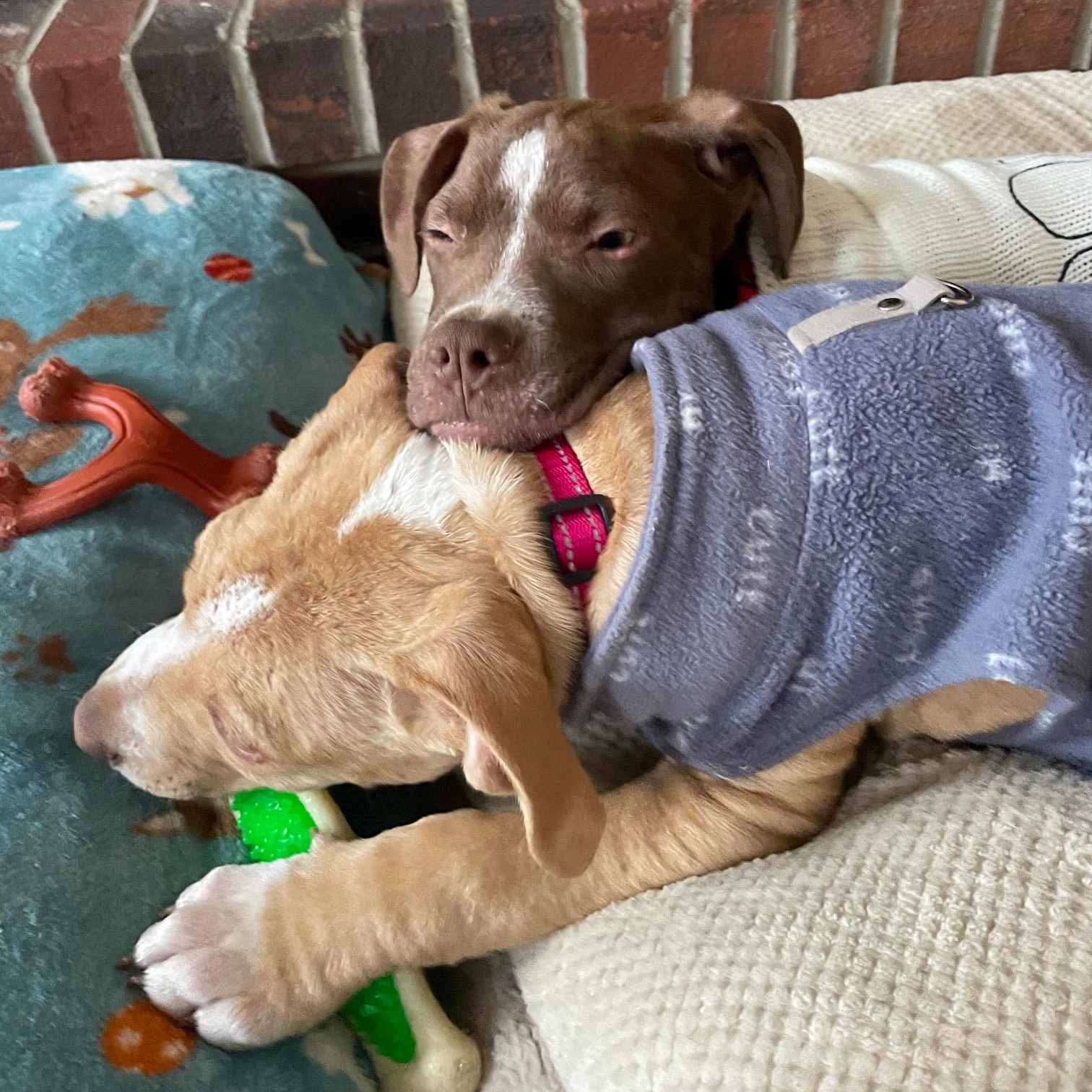 Enlarge BBQ, a ADOPTABLE mixed breed in Bethlehem, PA image 2/4