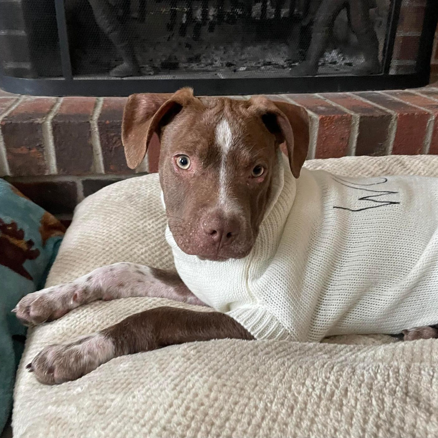 Enlarge BBQ, a ADOPTABLE mixed breed in Bethlehem, PA image 1/4