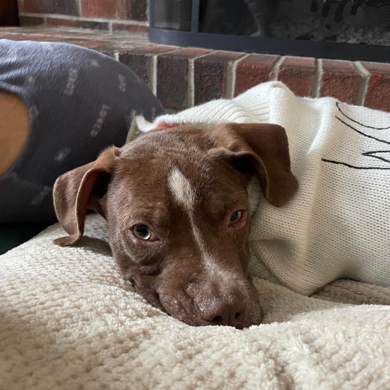 Enlarge BBQ, a ADOPTABLE mixed breed in Bethlehem, PA image 3/4