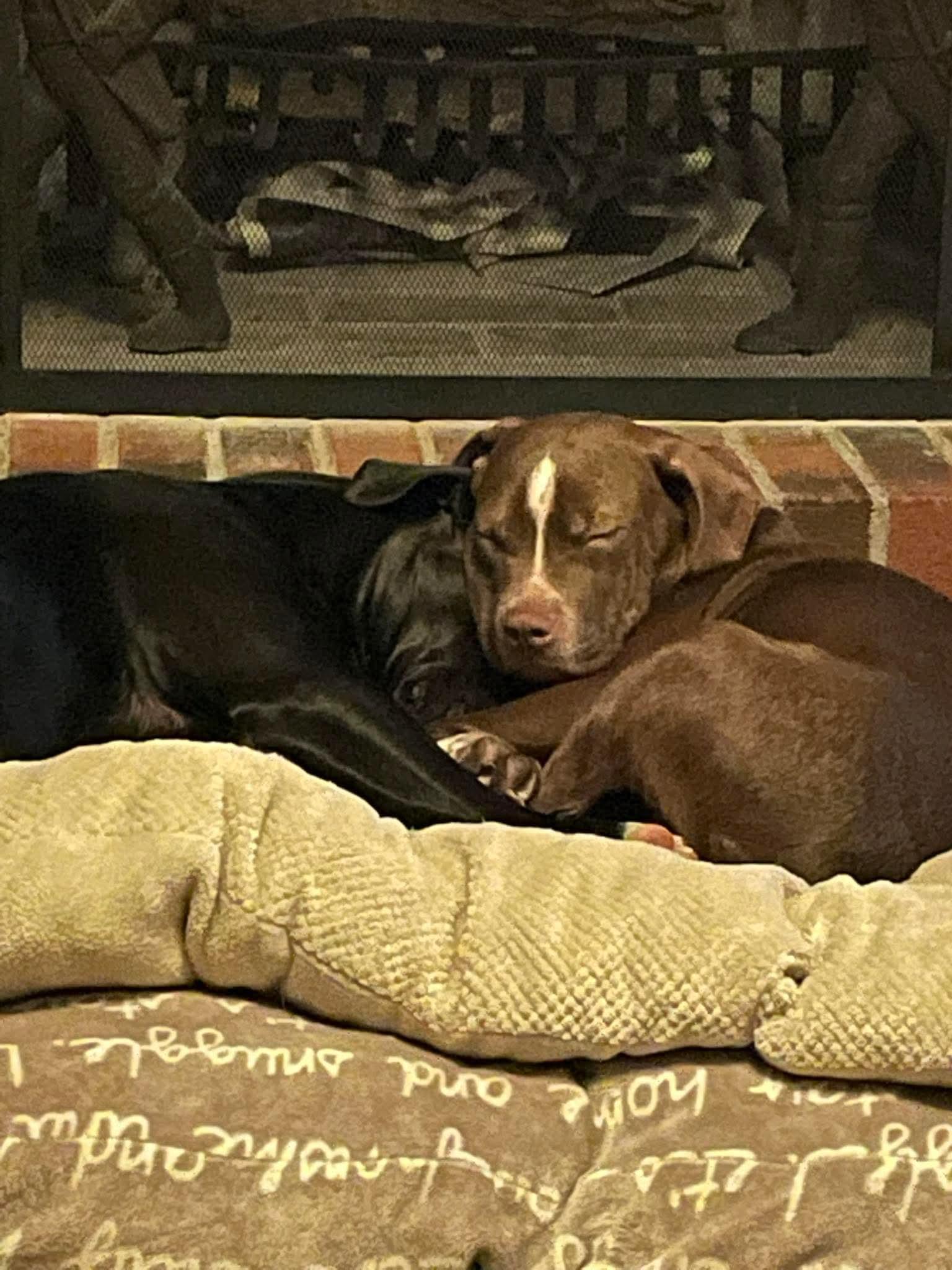 Enlarge BBQ, a ADOPTABLE Pit Bull Terrier in Bethlehem, PA image 5/6