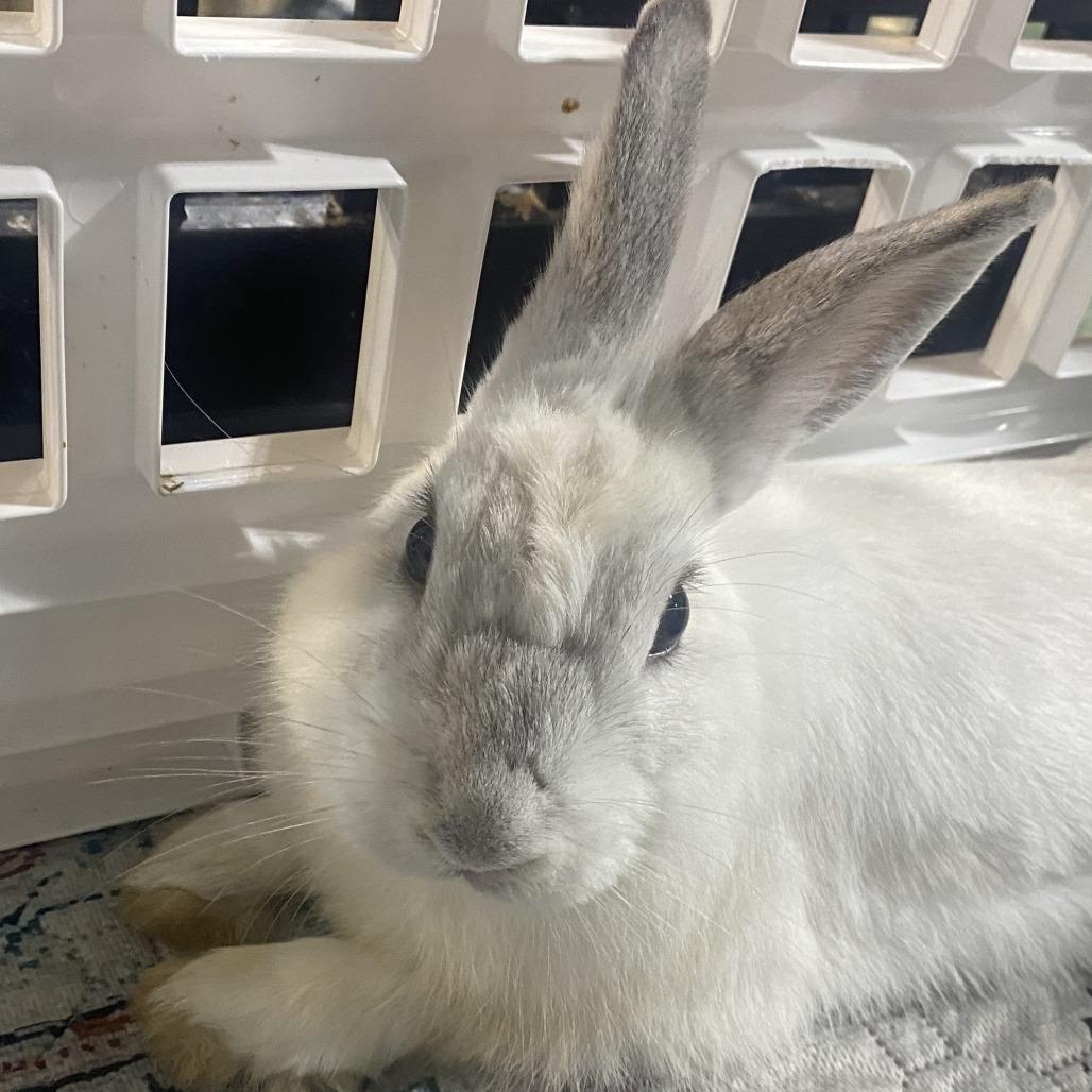 Enlarge Winter, a Adoptable American in Colfax, NC image 2/2