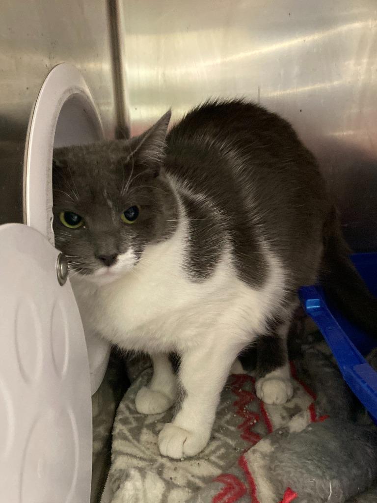 Garbonza, Adoptable, Young Female Domestic Short Hair.