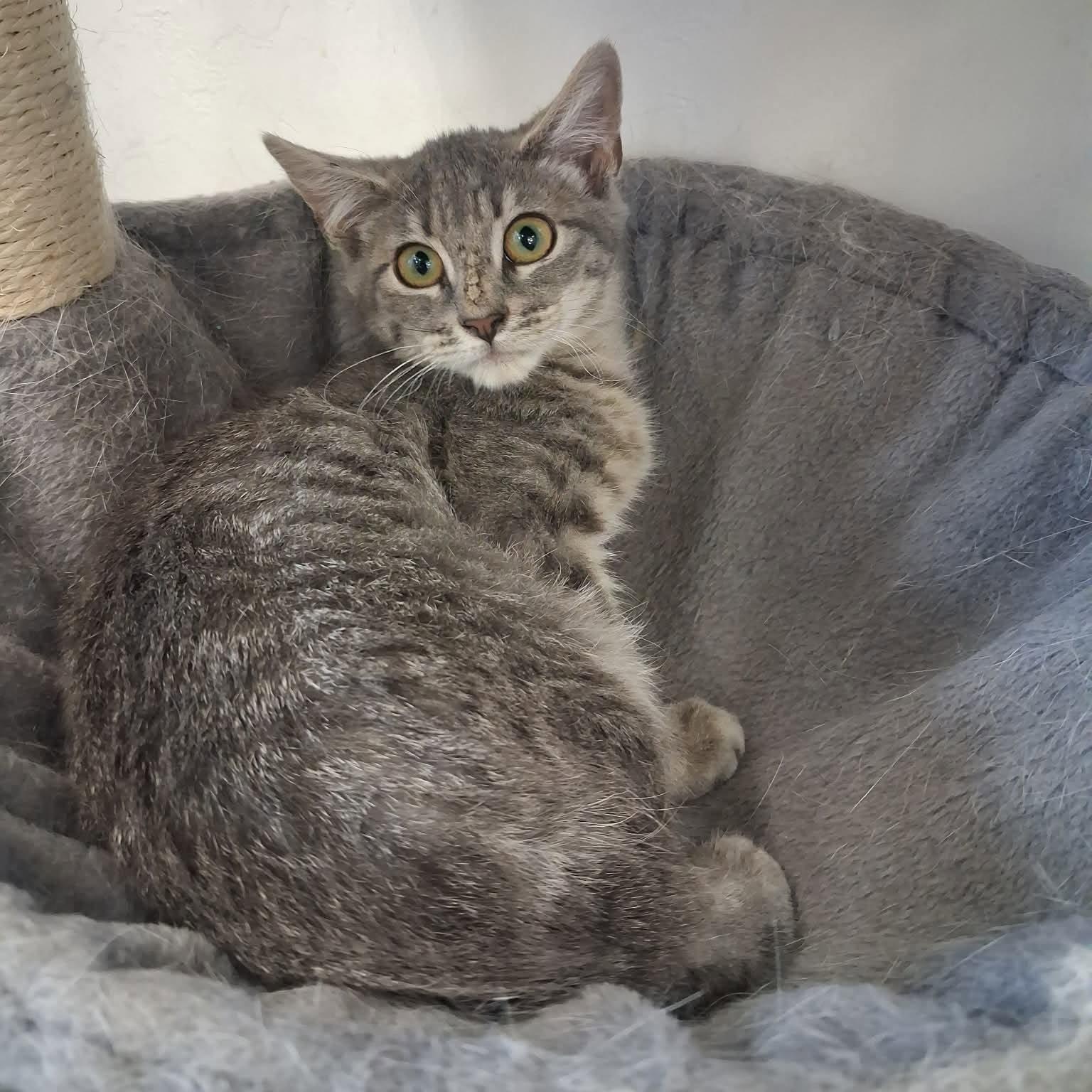 Silver, a ADOPTABLE Domestic Short Hair in Roosevelt, UT image 5/5