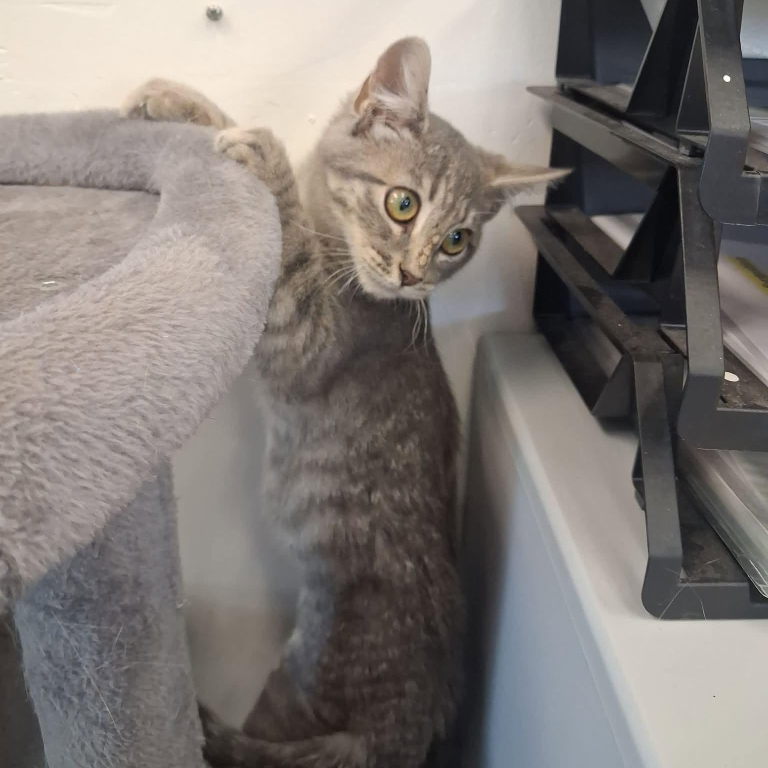 Silver, a ADOPTABLE Domestic Short Hair in Roosevelt, UT image 2/5