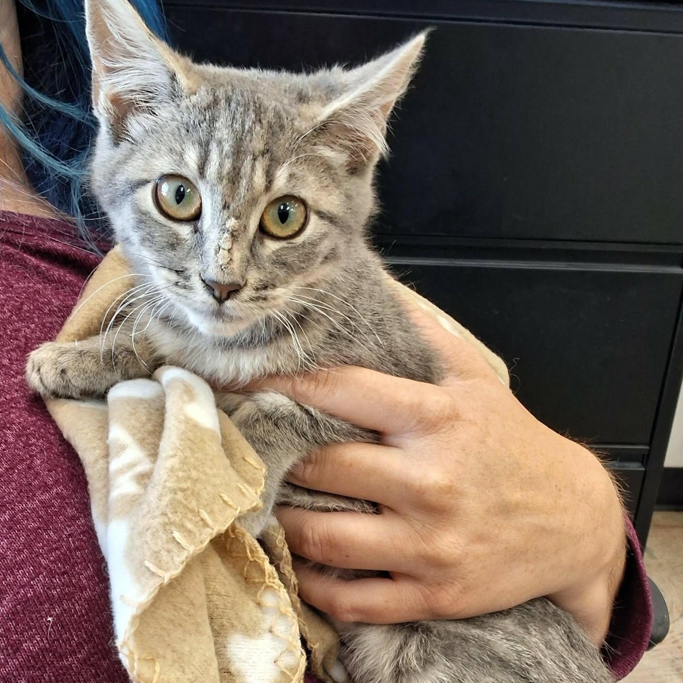 Silver, a ADOPTABLE Domestic Short Hair in Roosevelt, UT image 4/5