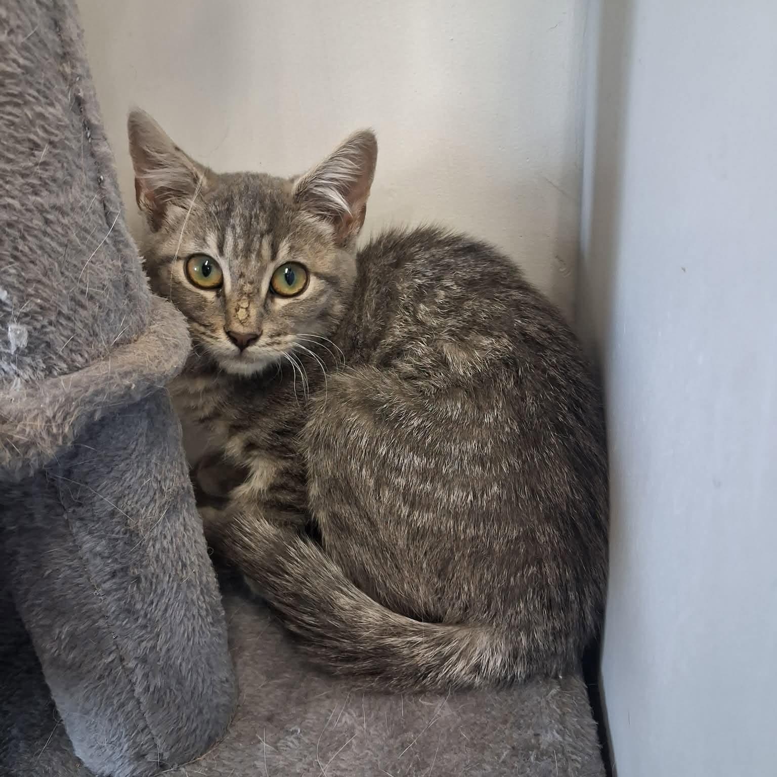 Silver, a ADOPTABLE Domestic Short Hair in Roosevelt, UT image 3/5
