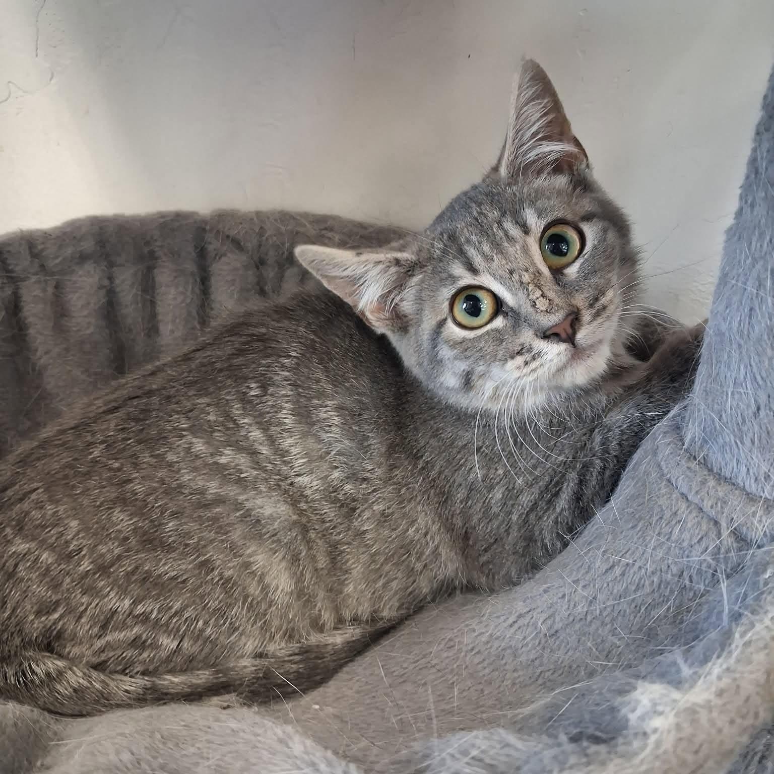 Silver, ADOPTABLE, Young Female Domestic Short Hair.
