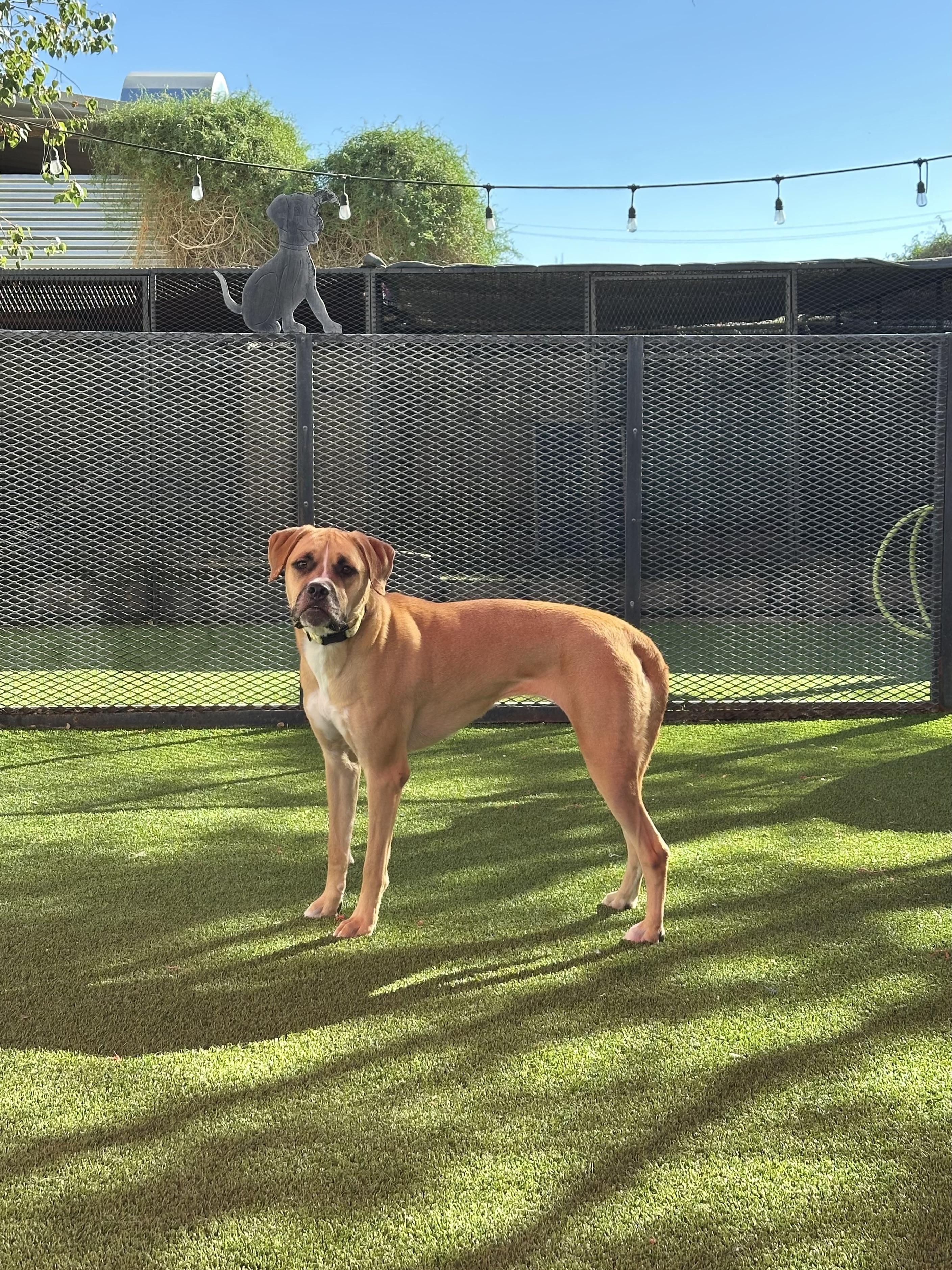 Jewel, a Adoptable mixed breed in Glendale, AZ image 2/4