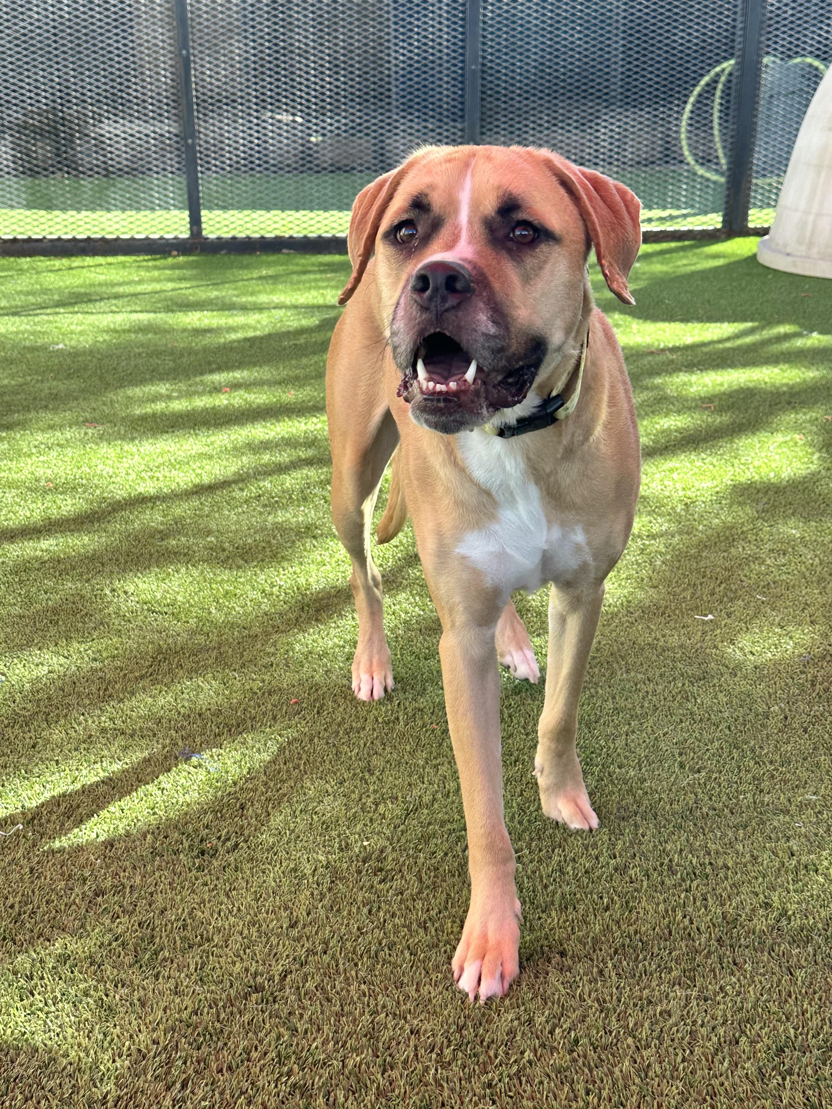 Jewel, a Adoptable mixed breed in Glendale, AZ image 3/4