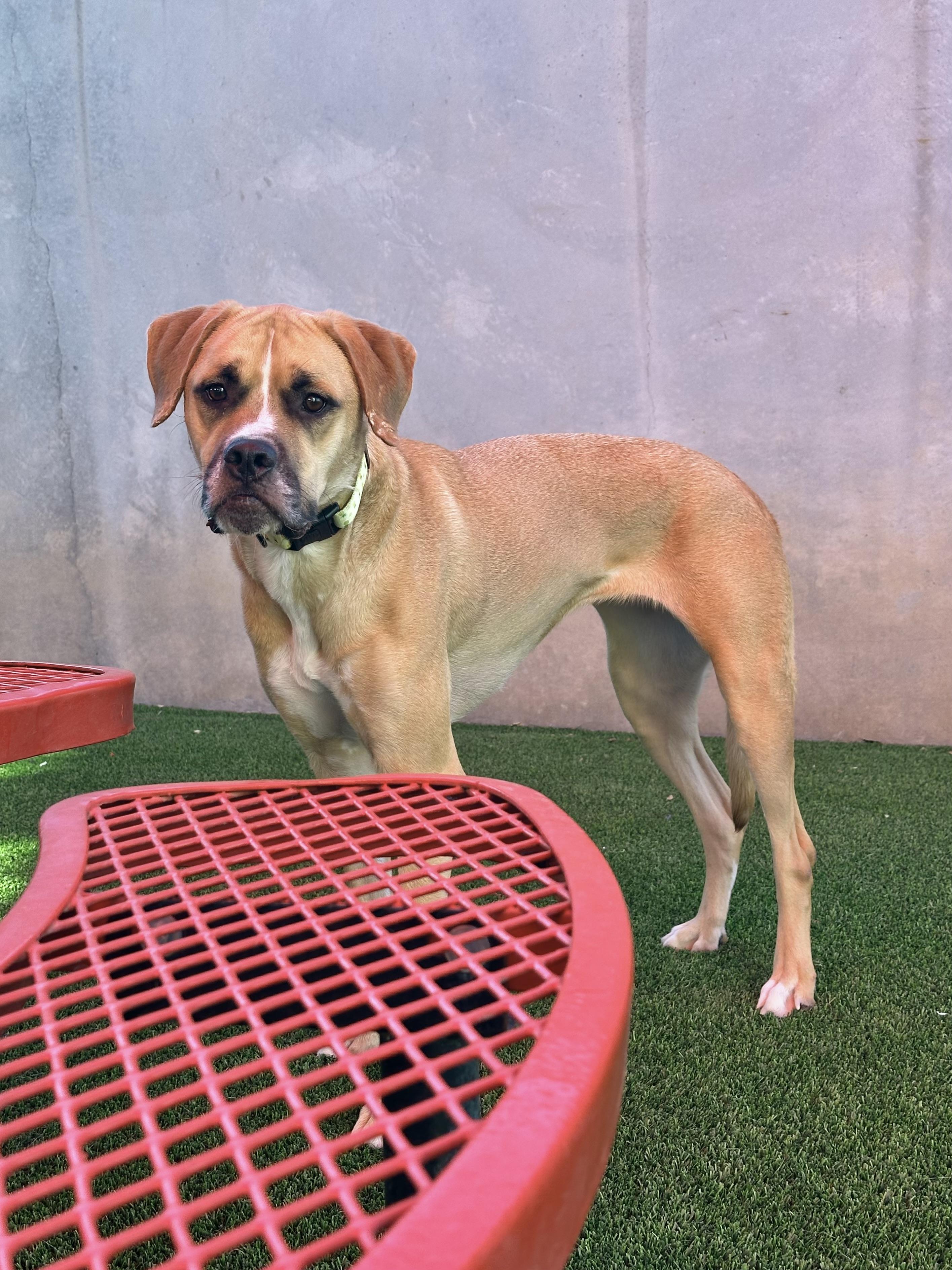 Jewel, a Adoptable mixed breed in Glendale, AZ image 4/4