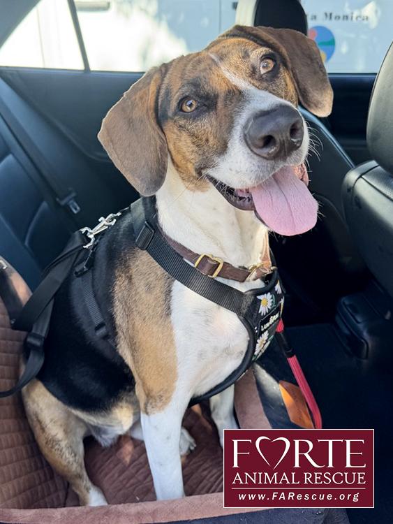 Enlarge Honey, a Adoptable Treeing Walker Coonhound in Marina Del Rey, CA image 1/3