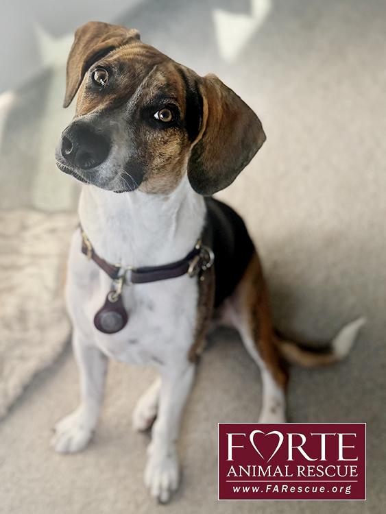 Enlarge Honey, a Adoptable Treeing Walker Coonhound in Marina Del Rey, CA image 3/3
