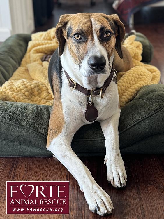 Enlarge Honey, a Adoptable Treeing Walker Coonhound in Marina Del Rey, CA image 2/3