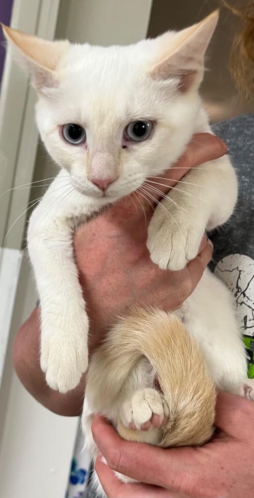 Milo, Adoptable, Adult Male Domestic Medium Hair.