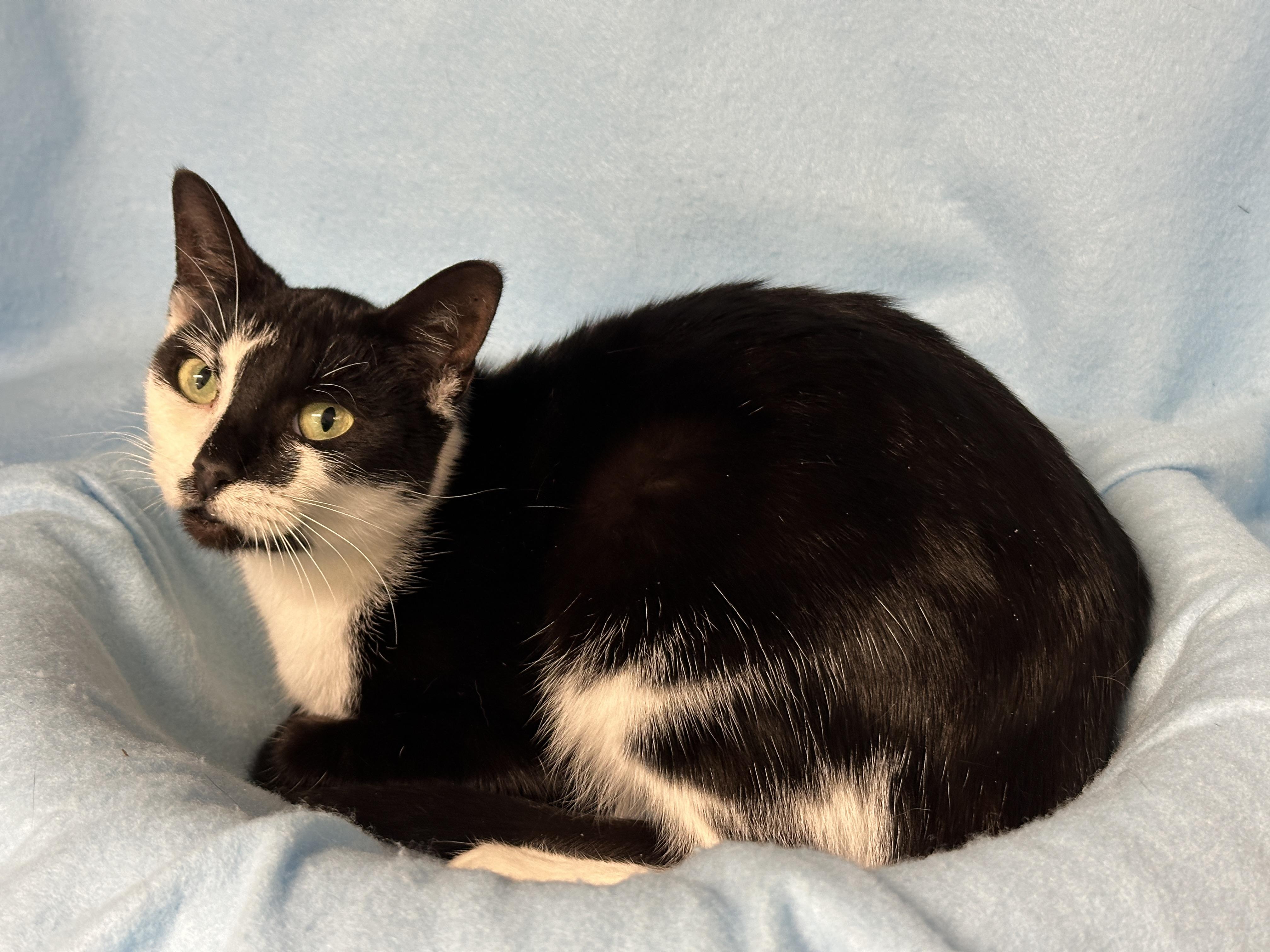 Sasha, Young Female Domestic Short Hair