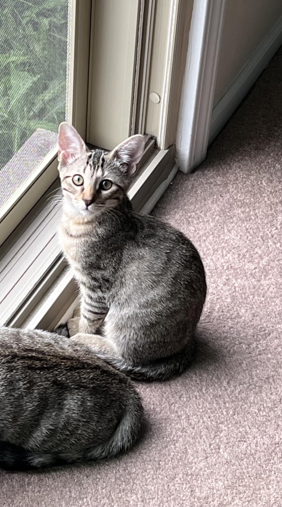Enlarge Han  Solo, a Adoptable mixed breed in Wyandotte, MI image 1/3