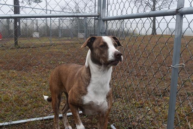 EVERLEIGH, Adoptable, Adult Female Catahoula Leopard Dog & Mixed Breed.