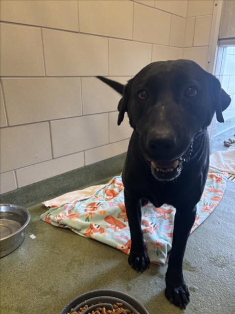 Enlarge A173806, a Adoptable Mixed Breed in Santa Fe, NM image 1/1