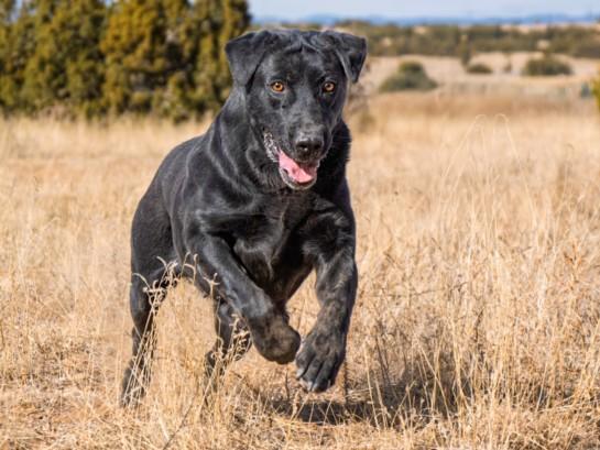 Enlarge A173806, a Adoptable Mixed Breed in Santa Fe, NM image 1/1