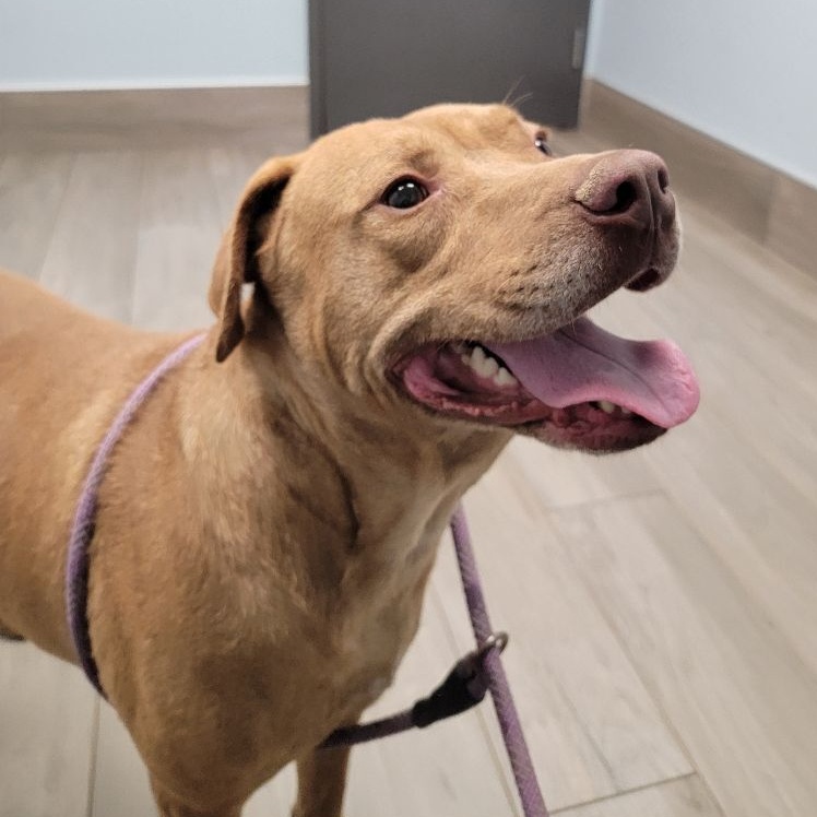 Reno, a Adoptable mixed breed in Grant, AL image 1/2