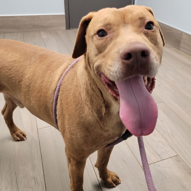 Reno, a Adoptable mixed breed in Grant, AL image 2/2