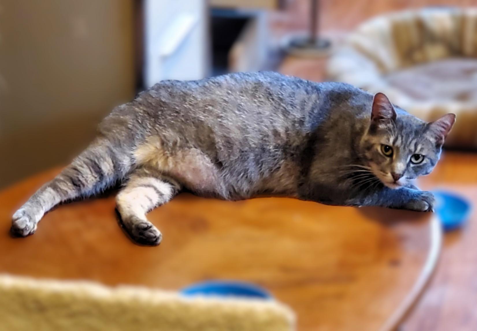 Walter, a Adoptable Domestic Short Hair in Hamilton, ON image 1/4