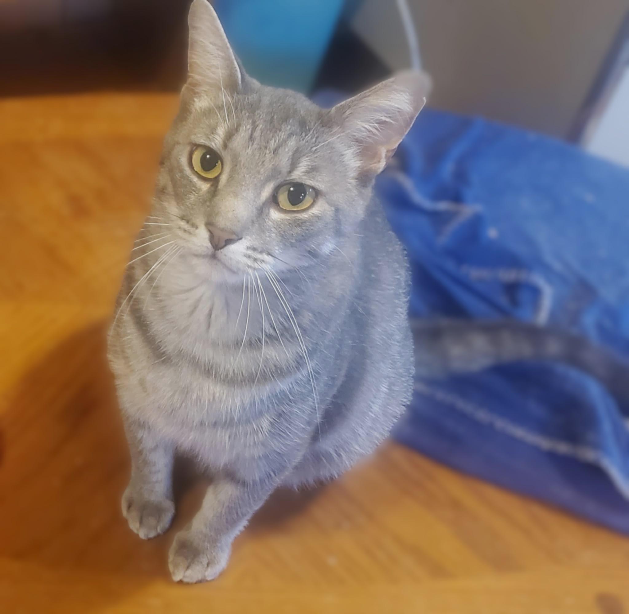 Walter, a Adoptable Domestic Short Hair in Hamilton, ON image 2/4