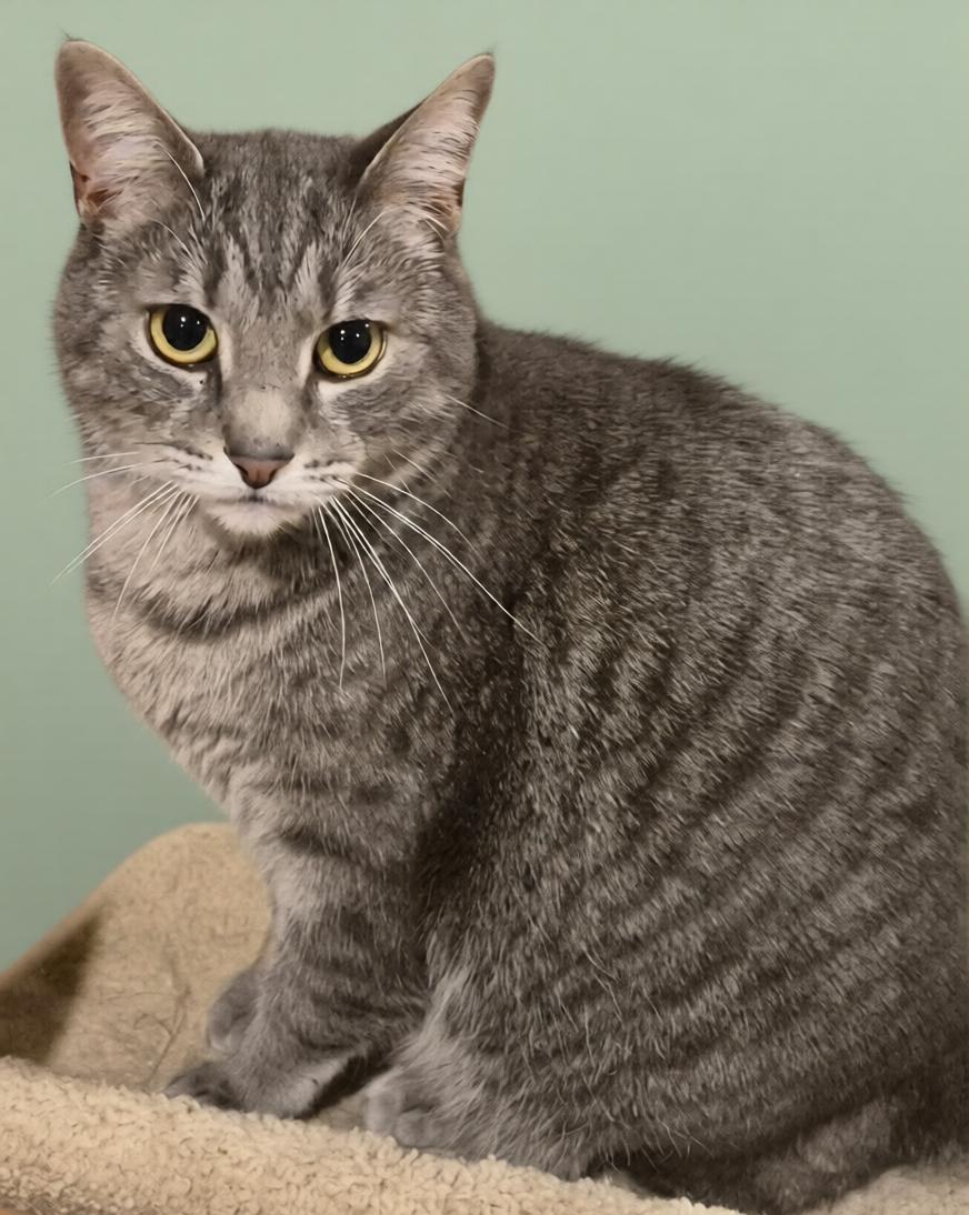 Walter, a Adoptable Domestic Short Hair in Hamilton, ON image 3/3