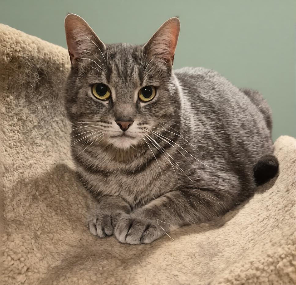 Walter, a Adoptable Domestic Short Hair in Hamilton, ON image 1/3