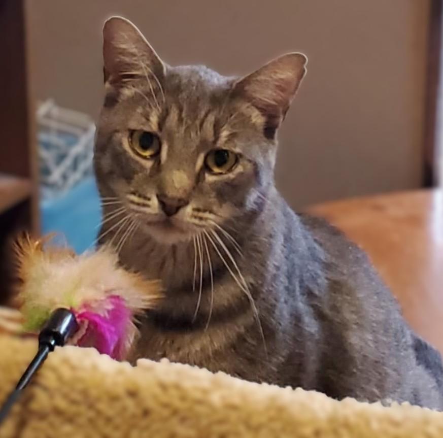 Walter, a Adoptable Domestic Short Hair in Hamilton, ON image 4/4