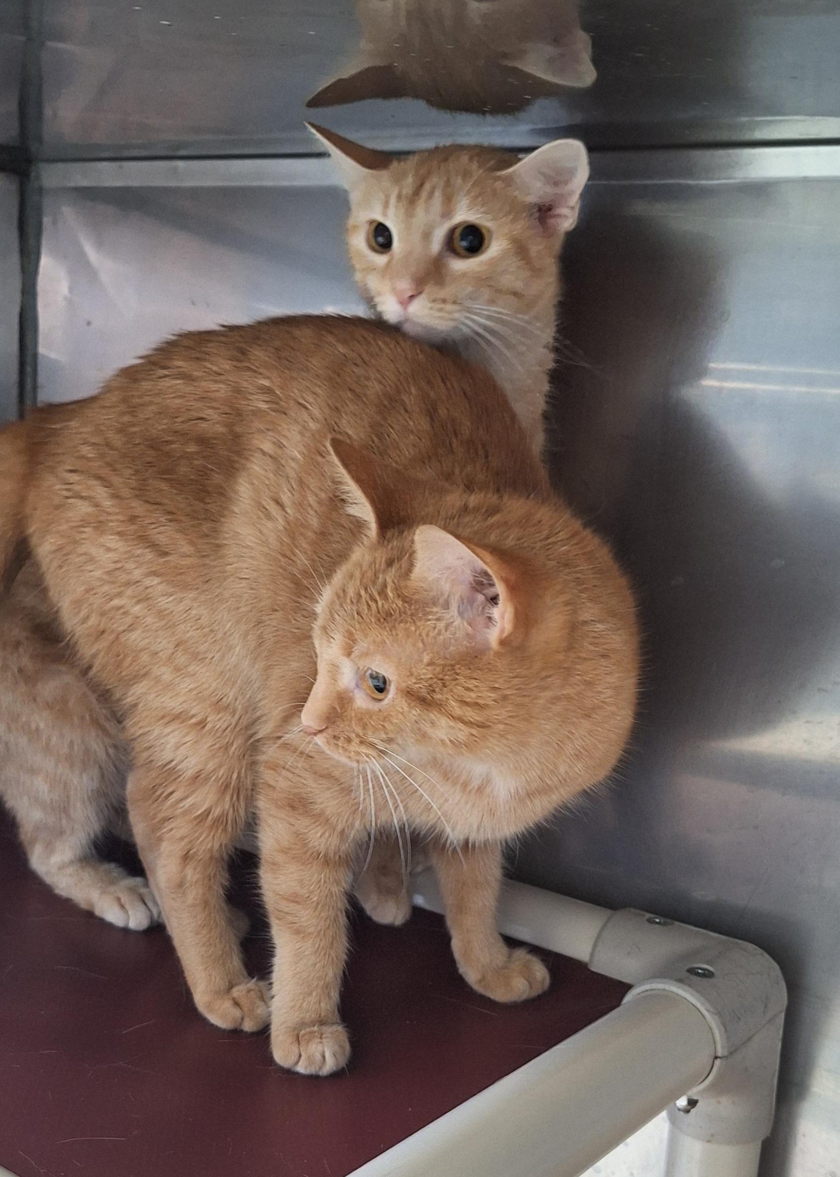 Enlarge Sherba & Nemo girls, a Adoptable Tabby in Stanton, KY image 4/4