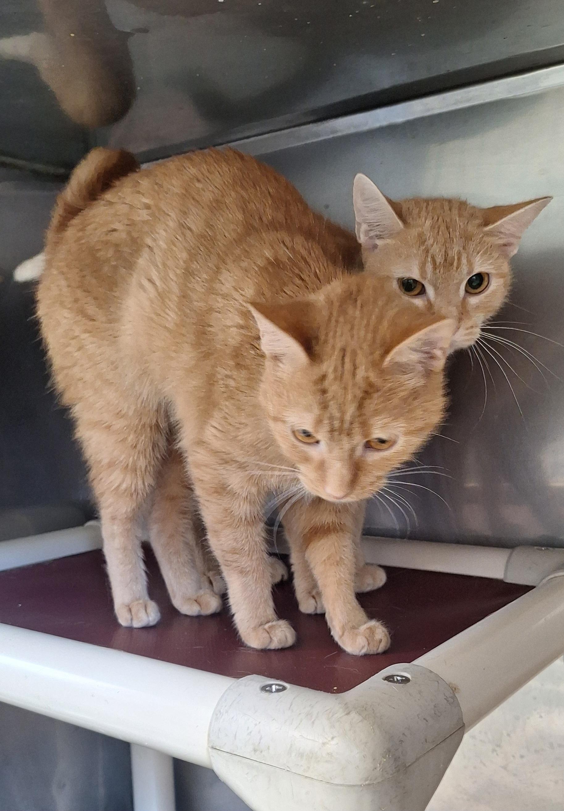 Enlarge Sherba & Nemo girls, a Adoptable Tabby in Stanton, KY image 2/4