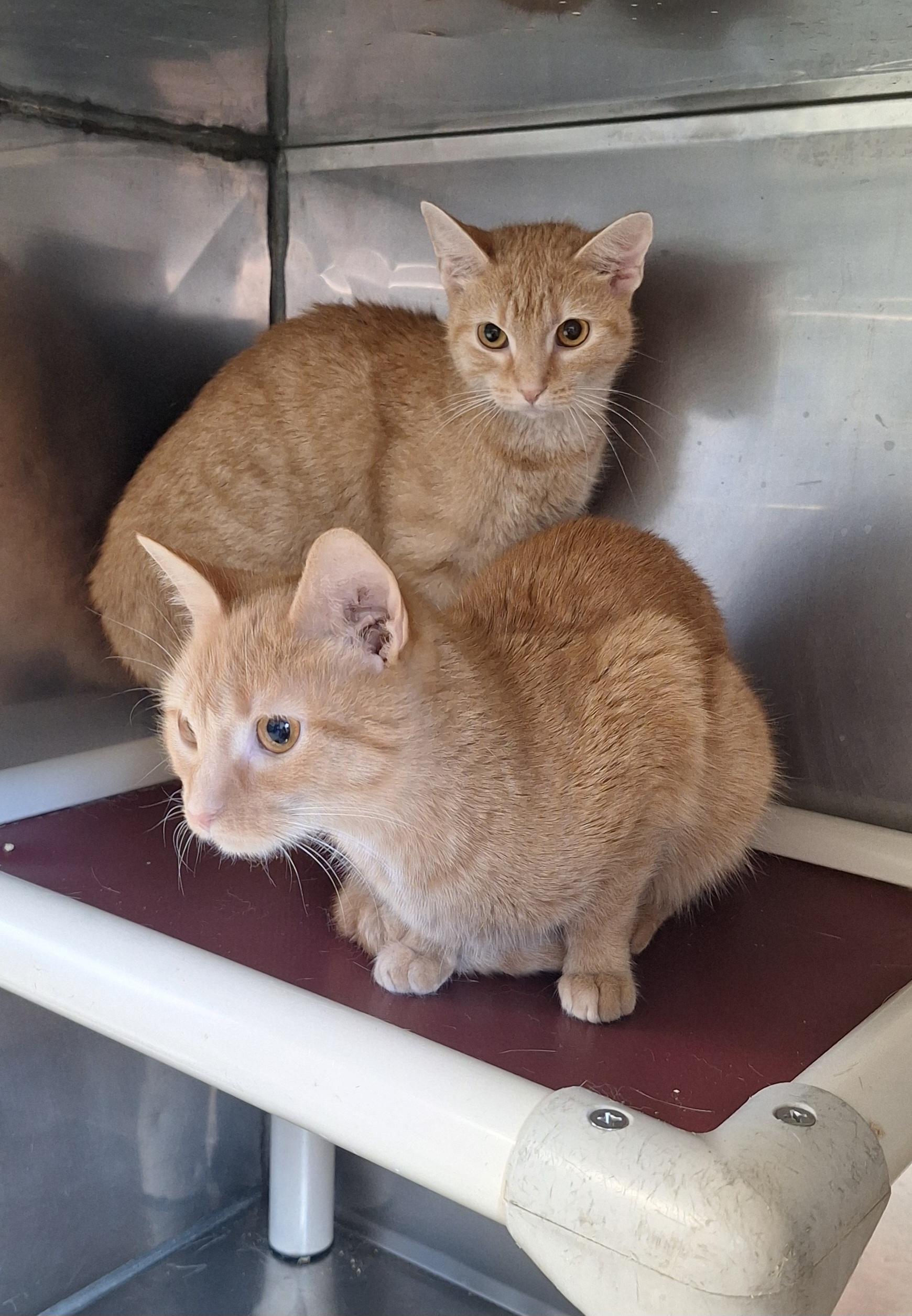 Sherba & Nemo girls, Adoptable, Young Female Tabby.