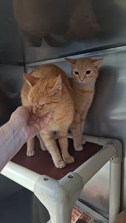 Enlarge Sherba & Nemo girls, a Adoptable Tabby in Stanton, KY video 3/4