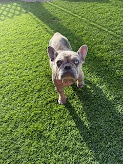 Enlarge Blondie, a Adopted French Bulldog in Mesa, AZ image 1/6