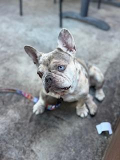 Enlarge Blondie, a Adopted French Bulldog in Mesa, AZ image 2/6