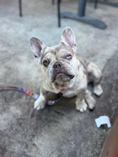 Enlarge Blondie, a Adopted French Bulldog in Mesa, AZ image 3/6