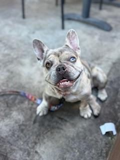 Enlarge Blondie, a Adopted French Bulldog in Mesa, AZ image 5/6