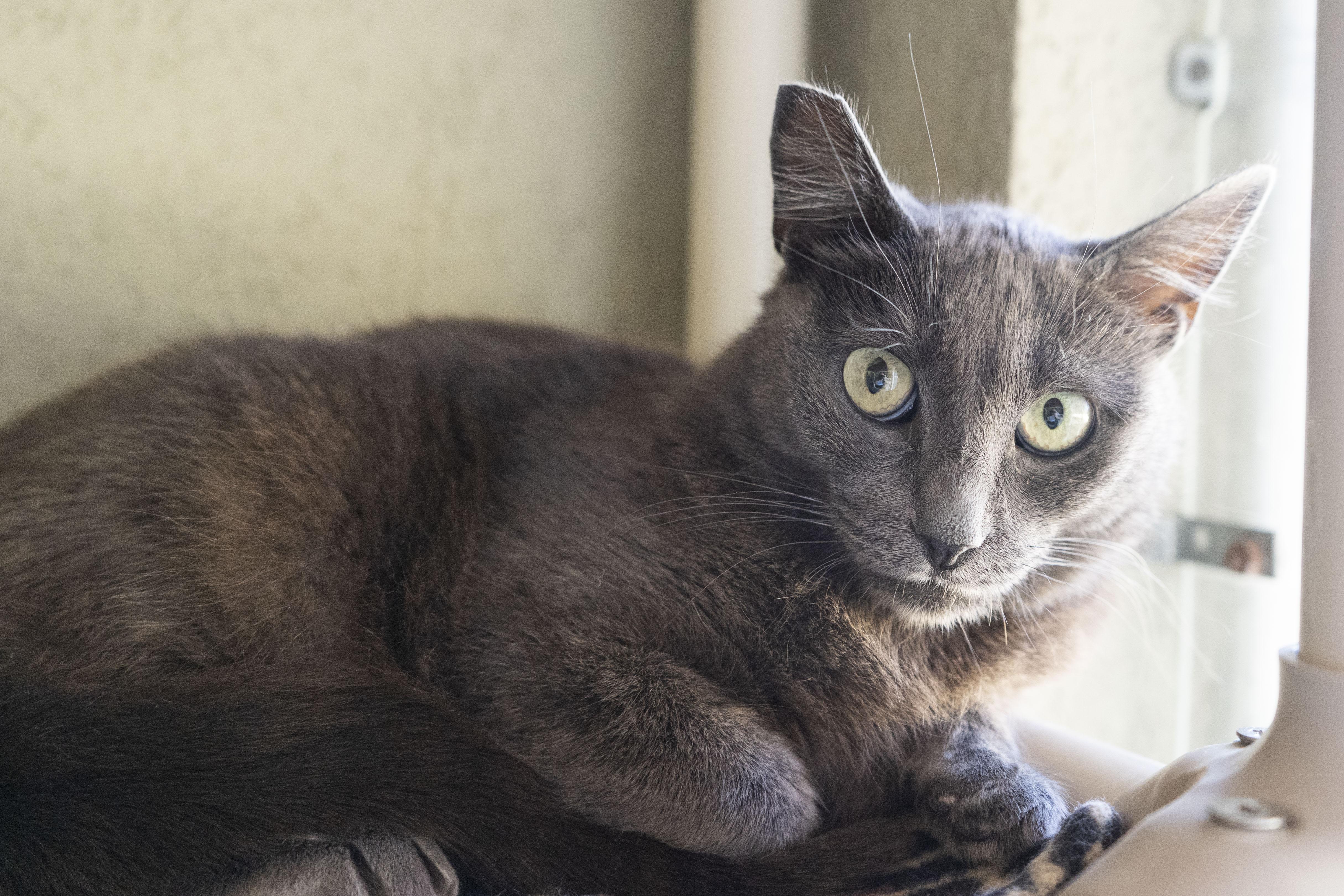 Peggie, adopted, Adult Female Domestic Short Hair.