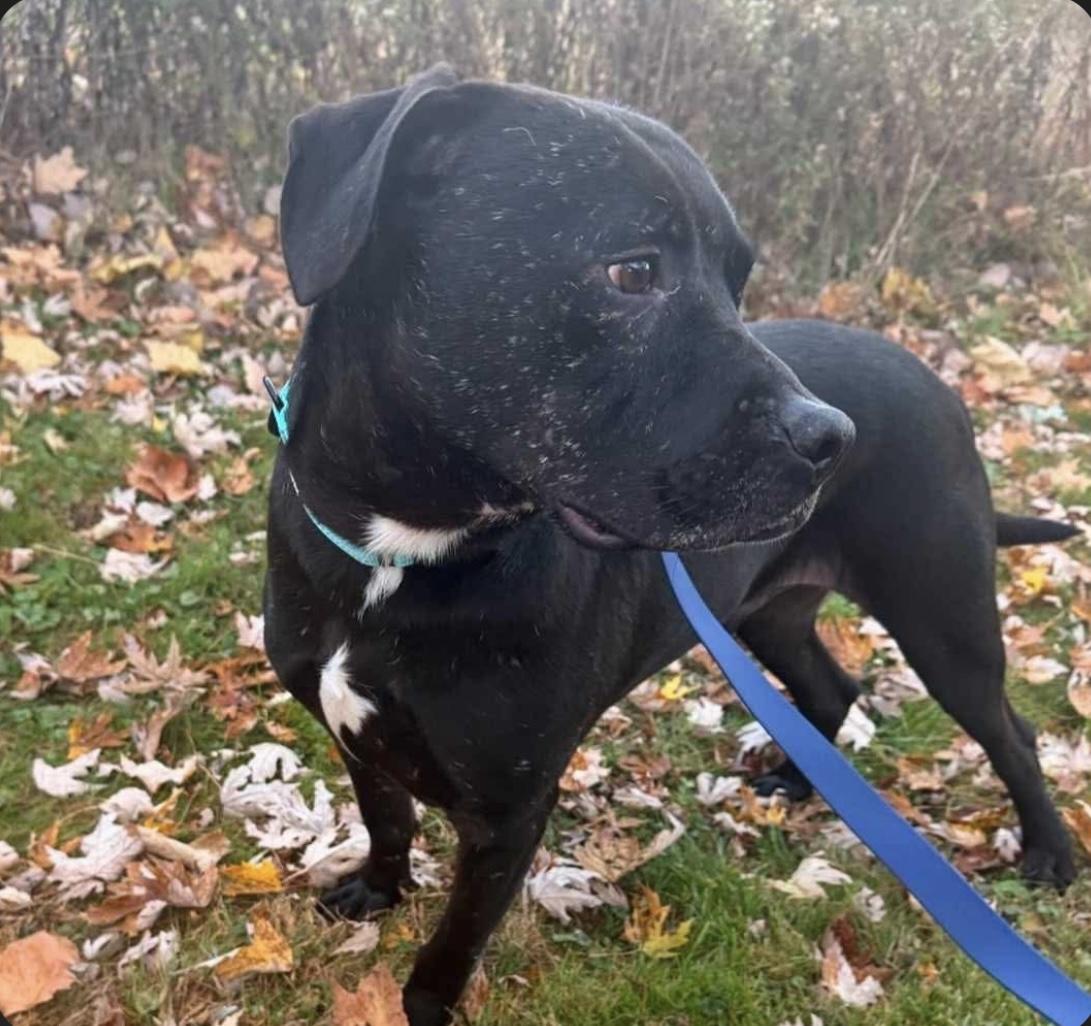 Enlarge Stan, a Adoptable mixed breed in Westwood, NJ image 5/6