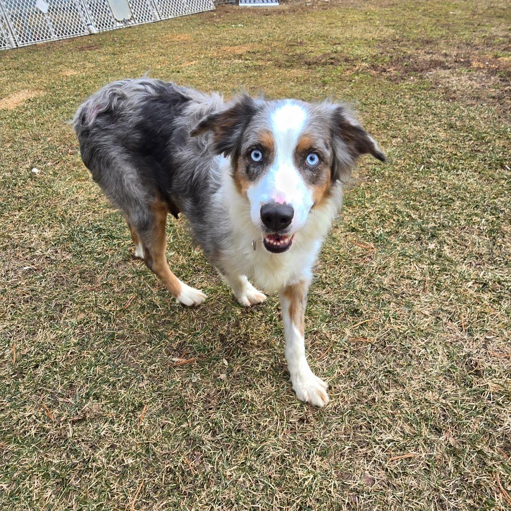 Saphire, Adoptable, Adult Female Australian Shepherd.