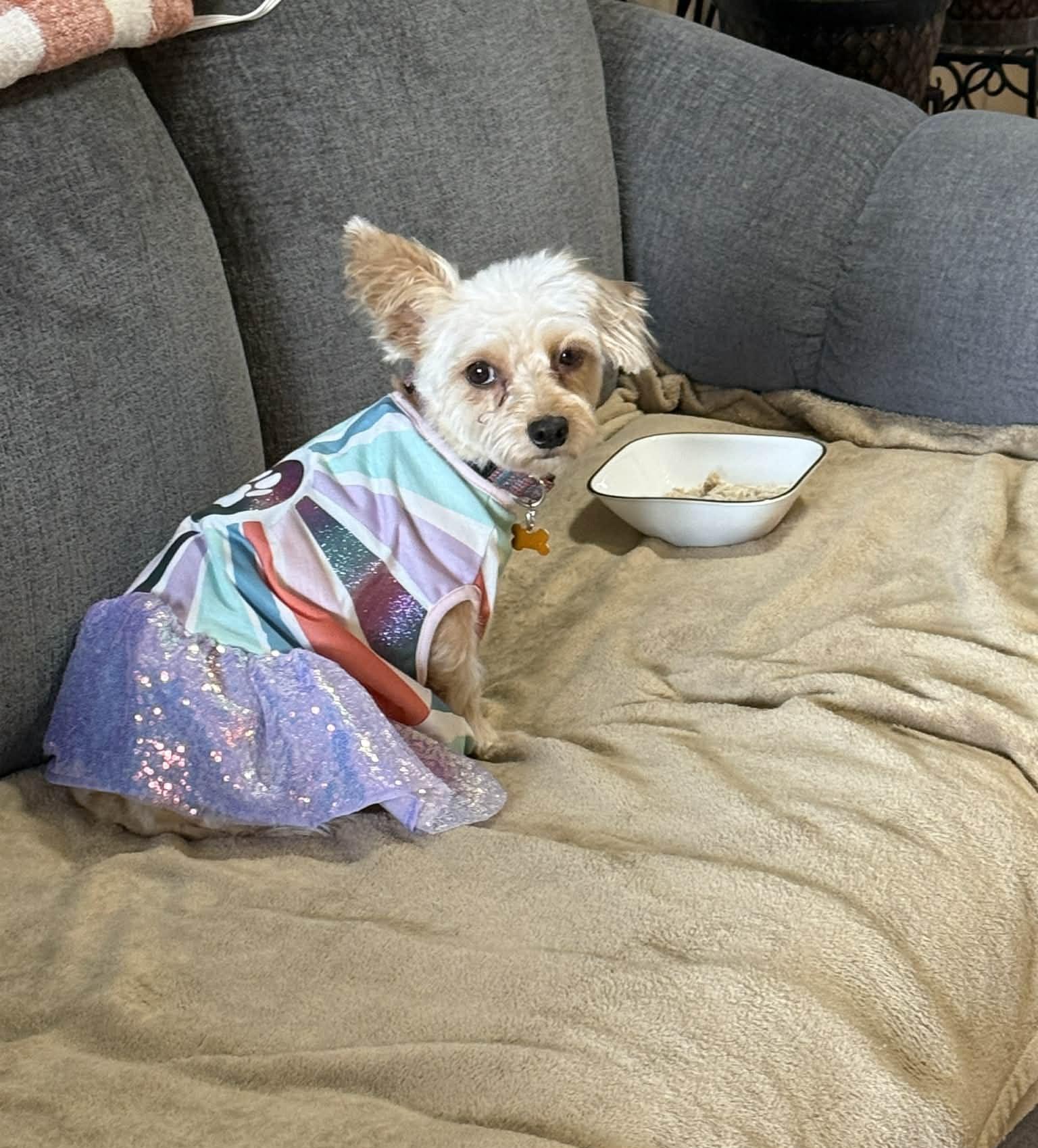 Enlarge Daisy, a ADOPTABLE mixed breed in Calgary, AB image 6/6