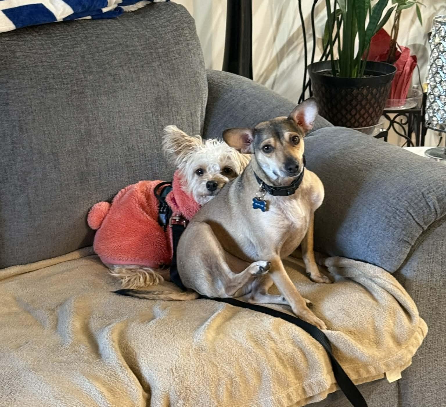 Enlarge Daisy, a ADOPTABLE mixed breed in Calgary, AB image 5/6