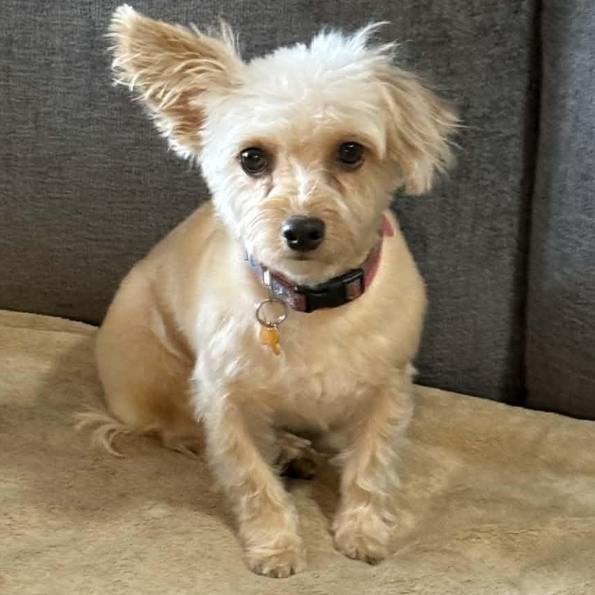 Daisy, ADOPTABLE, Adult Female Terrier.