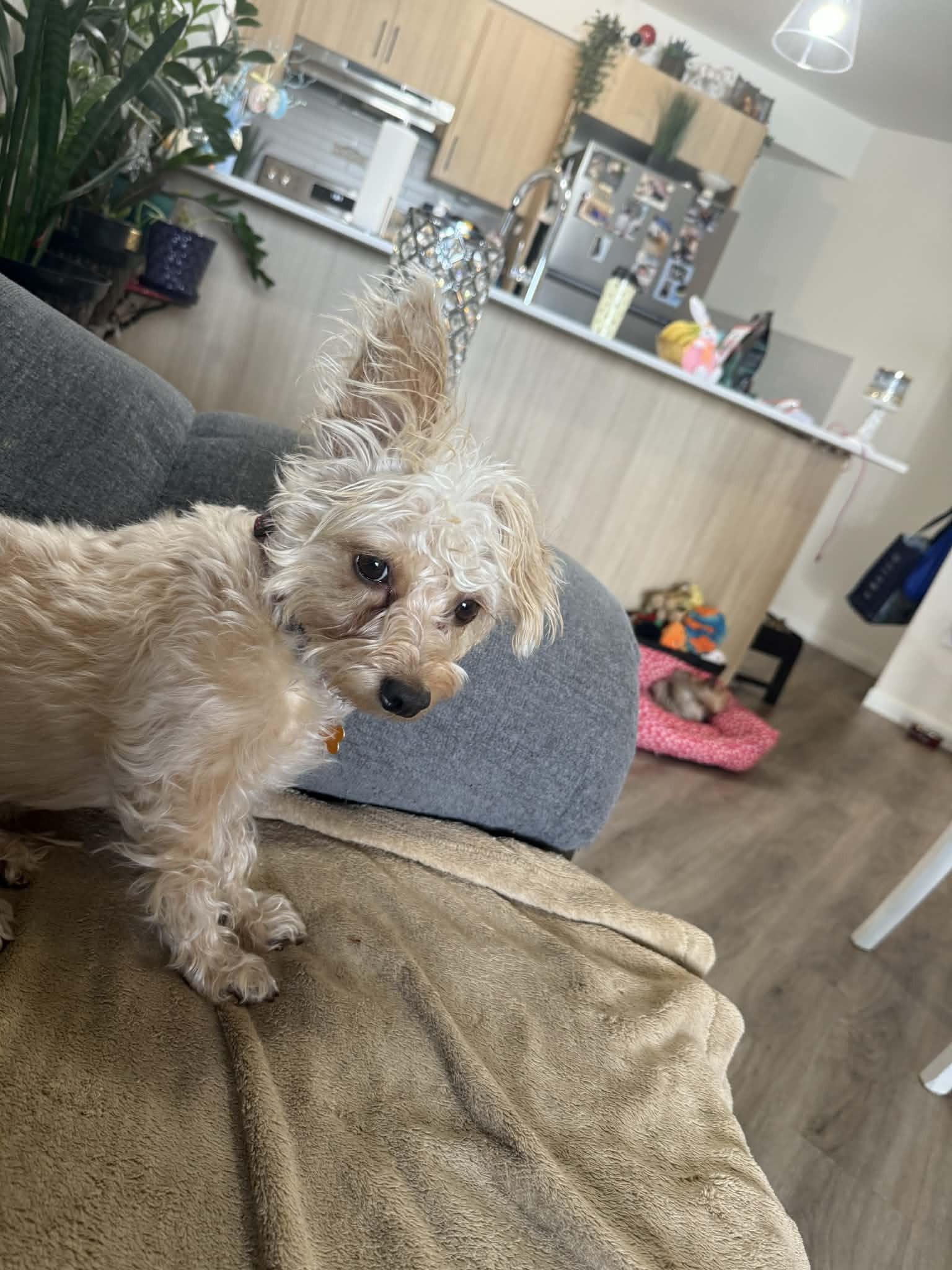 Enlarge Daisy, a ADOPTABLE mixed breed in Calgary, AB image 4/6