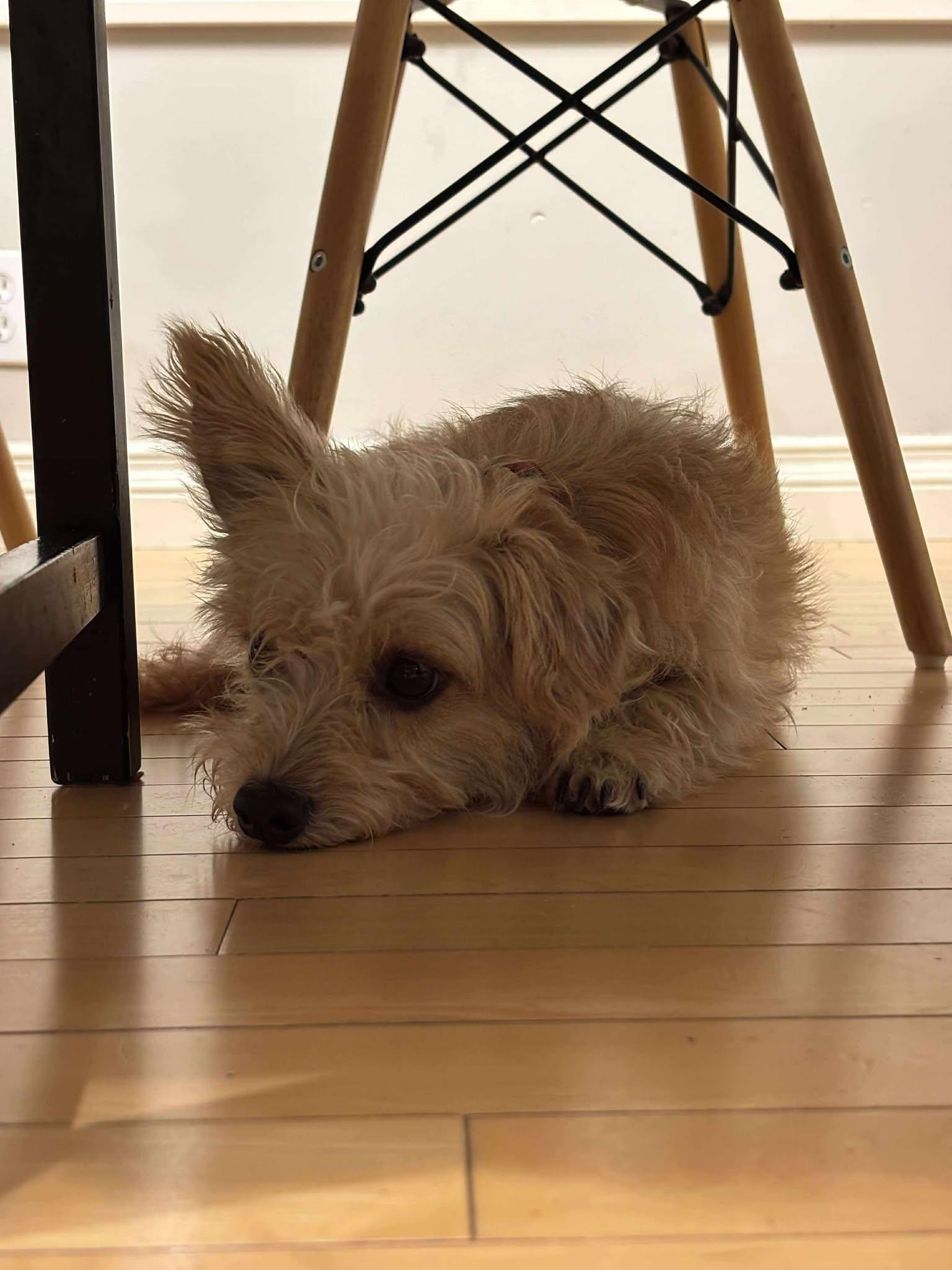 Enlarge Daisy, a ADOPTABLE mixed breed in Calgary, AB image 3/6