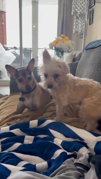 Enlarge Daisy, a ADOPTABLE mixed breed in Calgary, AB video 2/6