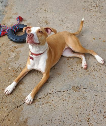 Enlarge Martini IN FOSTER, a Adoptable mixed breed in New Orleans, LA image 1/3