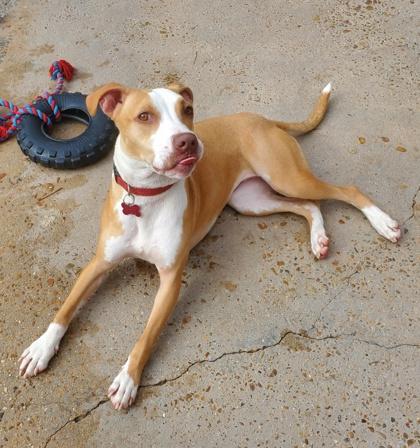 Enlarge Martini IN FOSTER, a Adoptable mixed breed in New Orleans, LA image 1/5